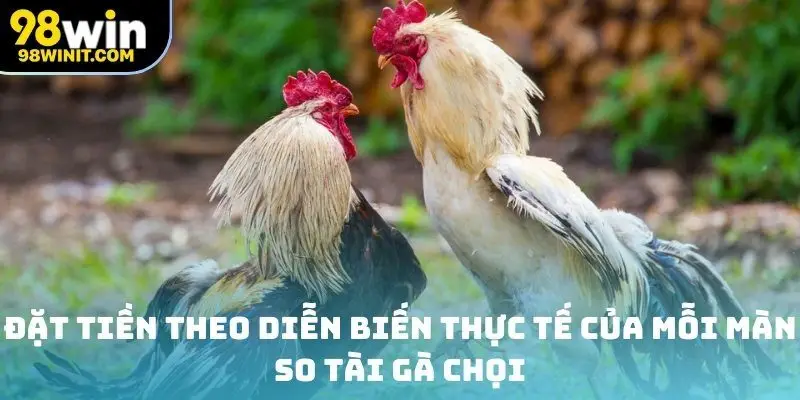 Đặt tiền theo diễn biến thực tế của mỗi màn so tài gà chọi