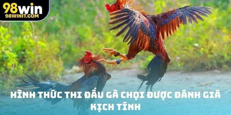 Cách chơi đá gà độ lớn