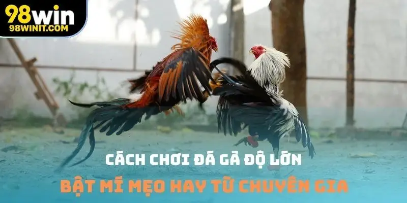 Hình thức thi đấu gà chọi được đánh giá kịch tính hơn truyền thống