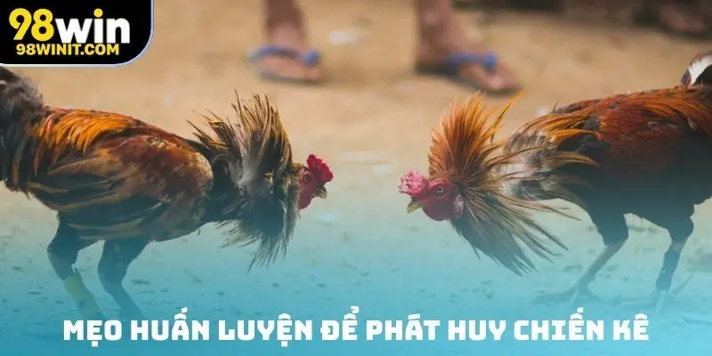 Mẹo huấn luyện để phát huy chiến kê