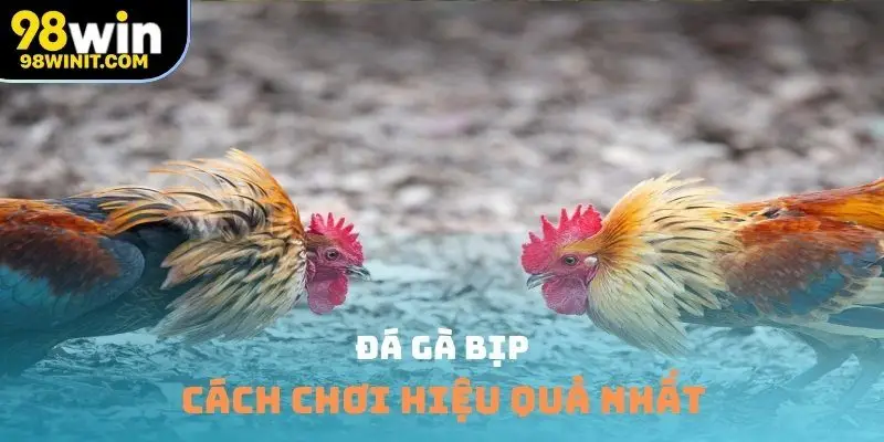 Đá gà bịp