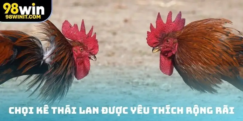 Chọi kê Thái Lan được yêu thích rộng rãi
