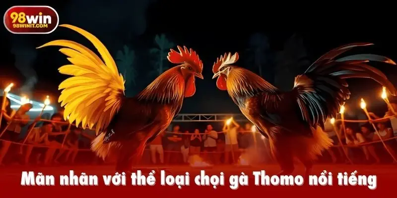 Mãn nhãn với thể loại chọi gà Thomo nổi tiếng
