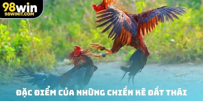 Đặc điểm của những chiến kê đất Thái