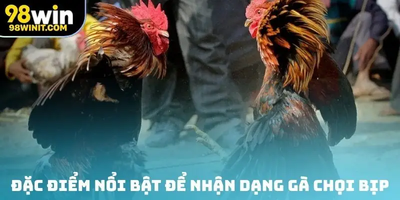Đặc điểm nổi bật để nhận dạng gà chọi bịp
