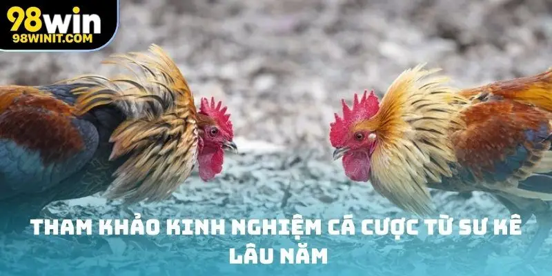 Tham khảo kinh nghiệm cá cược từ sư kê lâu năm