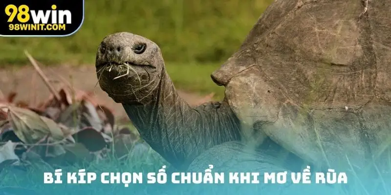 Bí kíp chọn số chuẩn khi mơ về rùa