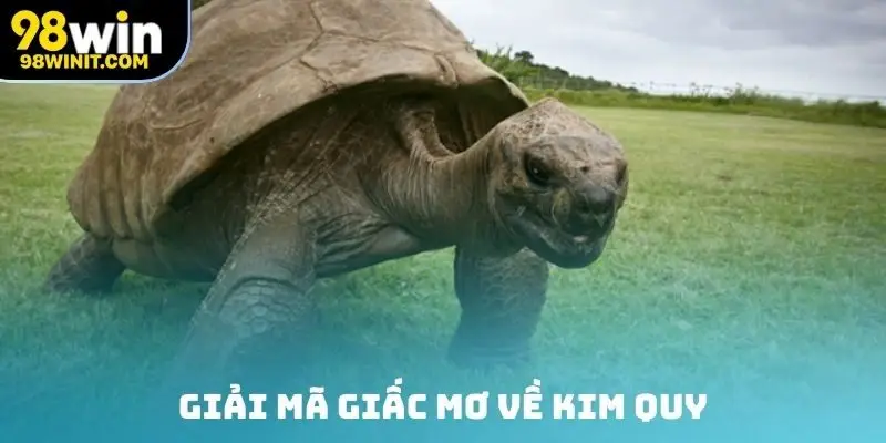 Giải mã giấc mơ về kim quy