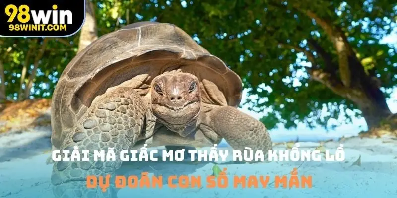 mơ thấy rùa khổng lồ