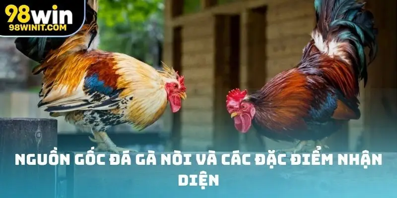 Nguồn gốc đá gà nòi và các đặc điểm nhận diện