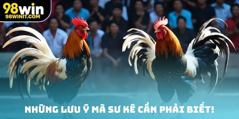 Những lưu ý mà sư kê cần phải biết!