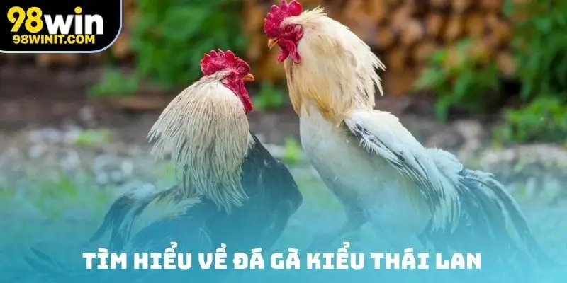 Tìm hiểu về đá gà kiểu Thái Lan