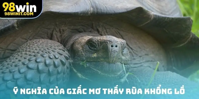 Ý nghĩa của giấc mơ thấy rùa khổng lồ